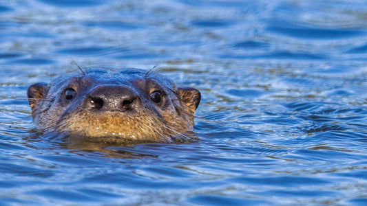 A lontra está de volta à Lagoa de Óbidos — um sinal silencioso